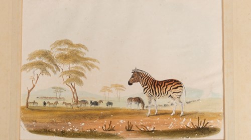 Zebra — gravura colorida à mão. No álbum original, de Sir William Cornwallis Harris, publicado em 1840: «Plate V — Equus Burchellii», p. 17.