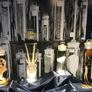 Espécimes conservados em álcool, capturados nas campanhas oceanográficas realizadas por D. Carlos, entre 1896 e 1907.