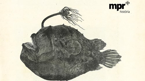 Peixe-de-farol (Himantolophus groenlandicus) — espécime pescado à linha em 1906, na costa de Cascais, pertencendo à coleção do Rei D. Carlos. Publicada em: Jorge Colaço — S. M. El-Rei D. Carlos I e a sua obra artistica e scientifica. Lisboa: António Palhares, 1908.