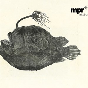 Peixe-de-farol (Himantolophus groenlandicus) — espécime pescado à linha em 1906, na costa de Cascais, pertencendo à coleção do Rei D. Carlos. Publicada em: Jorge Colaço — S. M. El-Rei D. Carlos I e a sua obra artistica e scientifica. Lisboa: António Palhares, 1908.