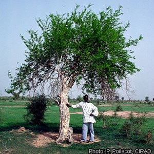Exemplo da árvore «Dalbergia melanoxylon» (jacarandá-africano) utilizada na produção dos vários géneros de arte maconde.