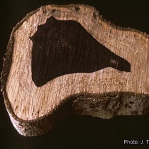 Corte transversal de um tronco da «Dalbergia melanoxylon» (jacarandá-africano) onde é possível ver a cor escura que caracteriza a escultura maconde.