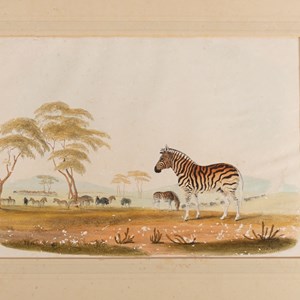 Zebra — gravura colorida à mão. No álbum original, de Sir William Cornwallis Harris, publicado em 1840: «Plate V — Equus Burchellii», p. 17.