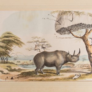 Rinoceronte — gravura colorida à mão. No álbum original, de Sir William Cornwallis Harris, publicado em 1840: «Plate XVI — Rhinocerus Africanus», p. 81.