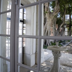 Vista a partir do viveiro nascente: um bebedouro para as aves e as figueiras (ficus benjamina) junto ao Palácio.