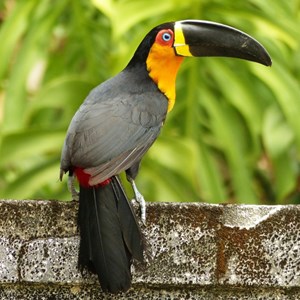 Tucano-de-bico-preto.