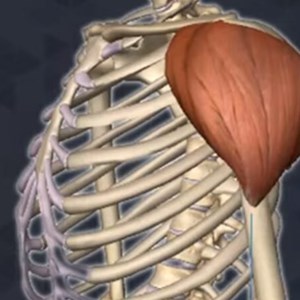 O Músculo deltoide.