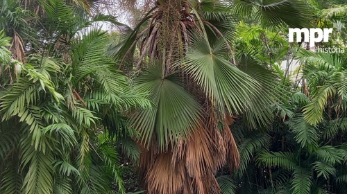 Imagem gráfica do número de junho da rubrica mpr+.