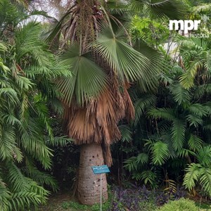 Imagem gráfica do número de junho da rubrica mpr+.