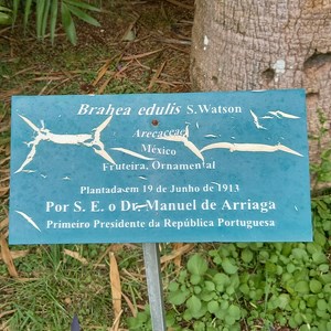 Identificação que se encontra próxima da palmeira-de-Guadalupe, no Jardim Botânico Tropical.