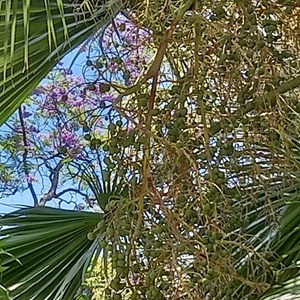 Frutos da palmeira-de-Guadalupe.