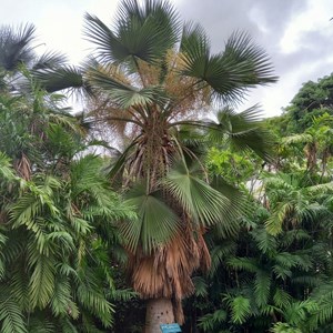 Brahea edulis S. Watson - a palmeira-de-Guadalupe (nome comum) que o primeiro Presidente eleito, Manuel de Arriaga, plantou. Na época, o atual Jardim Botânico Tropical pertencia ao Instituto Superior de Agronomia e chamava-se Jardim Colonial.