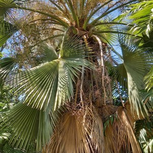 As folhas da palmeira-de-Guadalupe são perenes, renovando-se de forma contínua: as folhas mais velhas envelhecem, tombam acastanhadas;  as mais novas rebentam e desenvolvem-se, por cima.