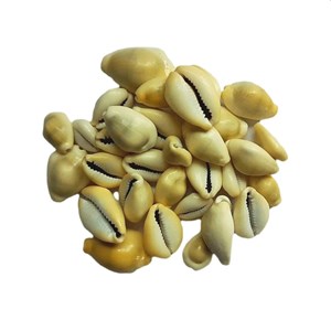 Cipreia-moeda (Cypraea moneta), em italiano porcella. Marco Polo (séc.XIII) comparou a textura das peças de loiça do Oriente com a destas conchas, acabando o seu nome por designar porcelana.