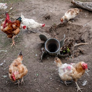 Galinhas passeiam junto a um foguete não detonado, no quintal de uma aldeia da linha da frente.